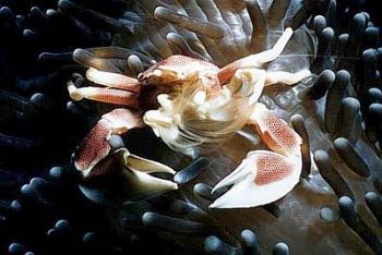 Crab, Maldives by Christine Neury 